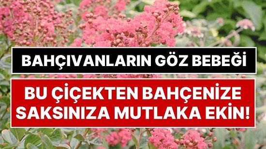 Bahçıvanlara Göre Her Bahçede Olmalı: Yılda En Az 90 Gün Çiçek Açan Oya Ağacı