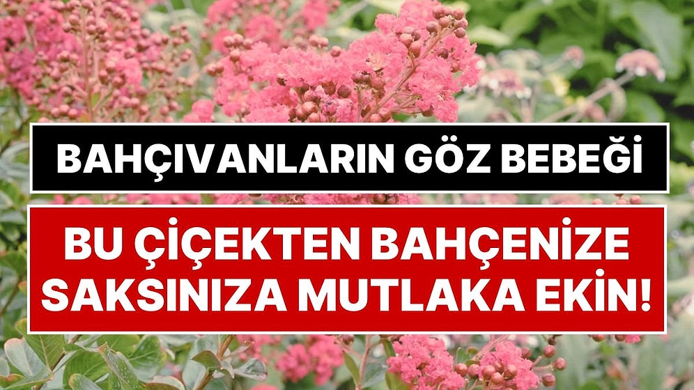 Bahçıvanlara Göre Her Bahçede Olmalı: Yılda En Az 90 Gün Çiçek Açan Oya Ağacı