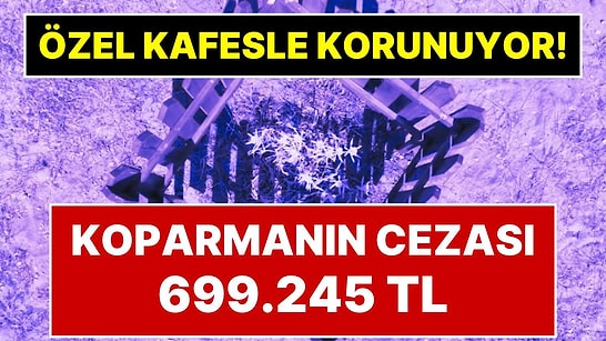 Koparana 699 Bin 245 Lira Ceza Kesiliyor: Ayvalık'ta Kum Zambakları Ahşap Kafeslerle Korumaya Alındı