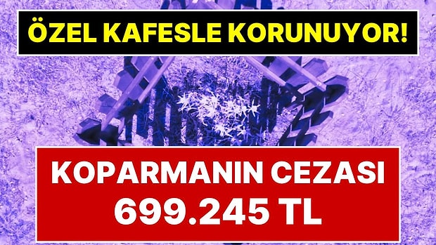 Koparana 699 Bin 245 Lira Ceza Kesiliyor: Ayvalık'ta Kum Zambakları Ahşap Kafeslerle Korumaya Alındı