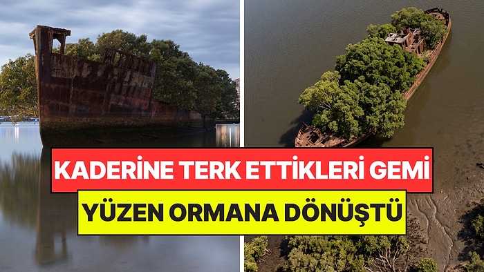 Yıllarca Önce Terk Ettikleri Gemi Ormana Dönüştü: Paslı Metalin İçinden Ağaçlar Çıktı
