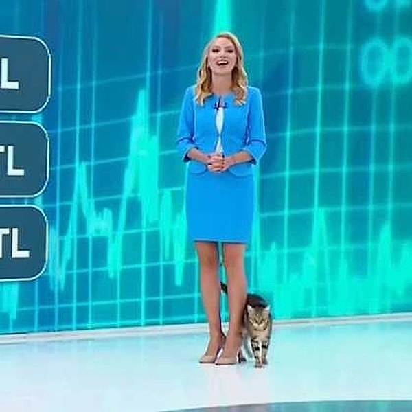 Sette bir kedi belirdi.