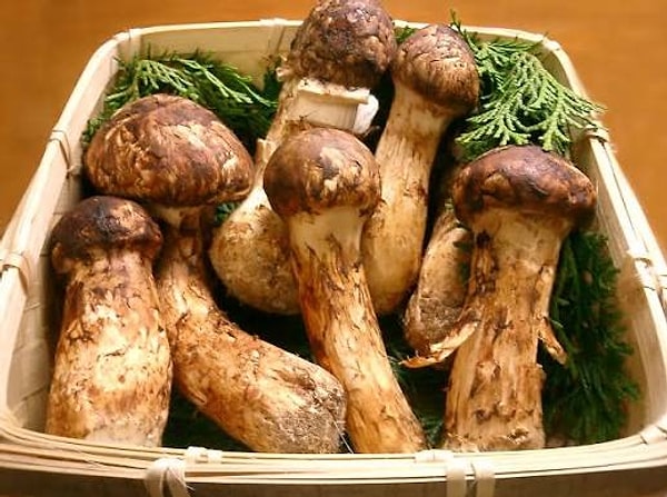 Japon Mutfak Kültürünün Sembolü Matsutake Ve İlkbaharın Habercisi Buruşuk Mantar Yoğun İlgi Görüyor