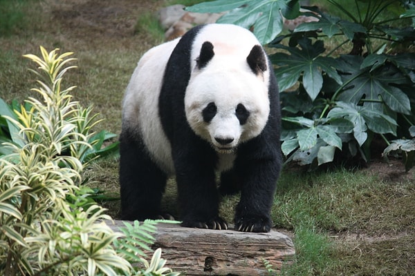 Panda diplomasisi nedir?