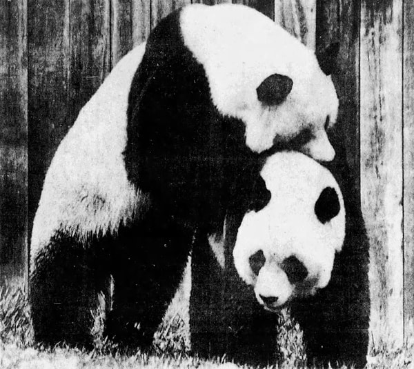 Nixon'ın pandaları her şeyi değiştirdi.