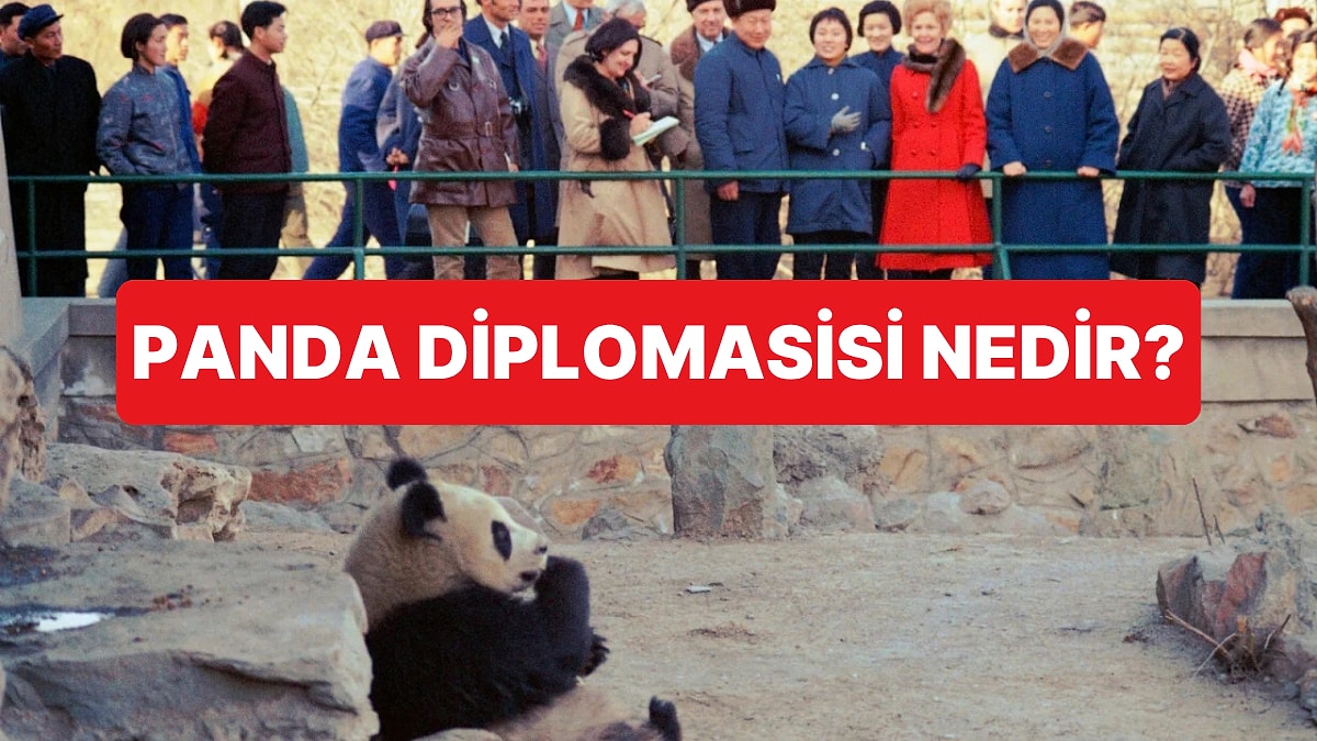 Panda Diplomasisi Yeniden Sahnede: Çin'in Dünyaya Kiraladığı Pandaların 85 Yıllık Hikâyesi