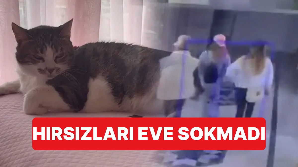 Kapıyı Açan 4 Hırsızı 45 Dakika Boyunca İçeri Sokmayan Mucize Kedi Evin Muhafızı Oldu