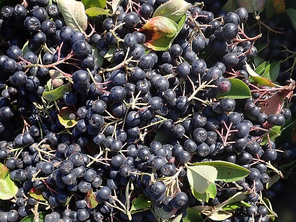 Günde 30-35 gram yeterli mi?