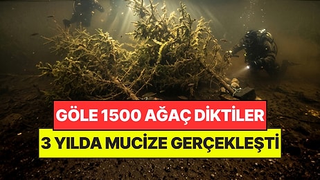 Gölün Dibine 1500 Ağaç Bıraktılar: 3 Yıl Sonra Su Altında Mucize Gerçekleşti