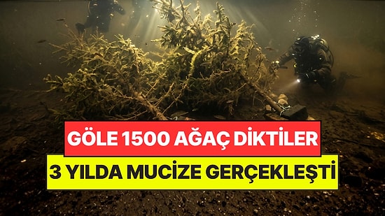 Gölün Dibine 1500 Ağaç Bıraktılar: 3 Yıl Sonra Su Altında Mucize Gerçekleşti