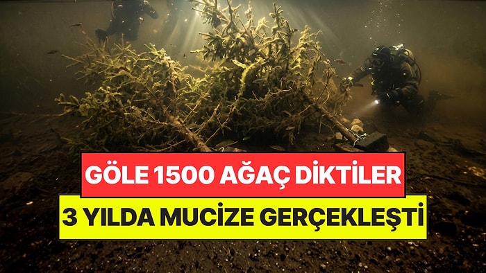 Gölün Dibine 1500 Ağaç Bıraktılar: 3 Yıl Sonra Su Altında Mucize Gerçekleşti