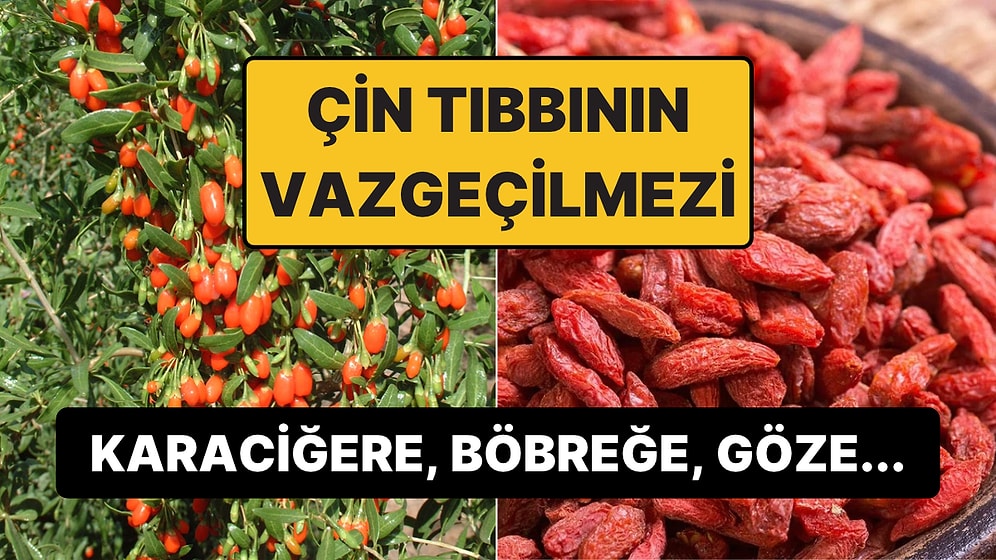 Çin Tıbbının 2 Bin Yıllık Şifa Kaynağı Bitlis'te Yetişti: İlk Yıldan Yüksek Verim Verdi