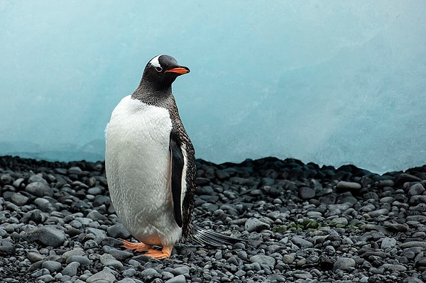 64 penguenin genomu incelendi