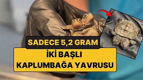 İki Başlı Kaplumbağa Yavrusu Görenleri Şaşkına Çevirdi: Bisefali Vakası