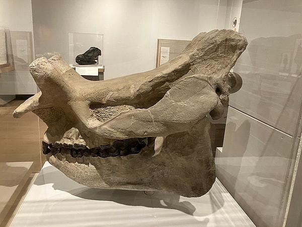 Dinozorlardan sonraki dönemden kalma