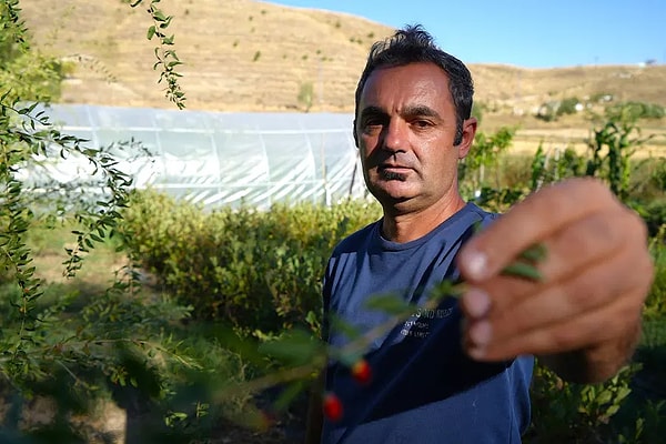 Alternatif Ürün Arayışına Giren Üretici Burdur’dan Getirdiği Goji Berry Fidanlarıyla Ürün Yelpazesini Genişletiyor
