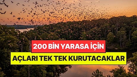 200 Bin Yarasayı Kurtarmak İçin Ormandaki Ağaçları Tek Tek Kurutuyorlar