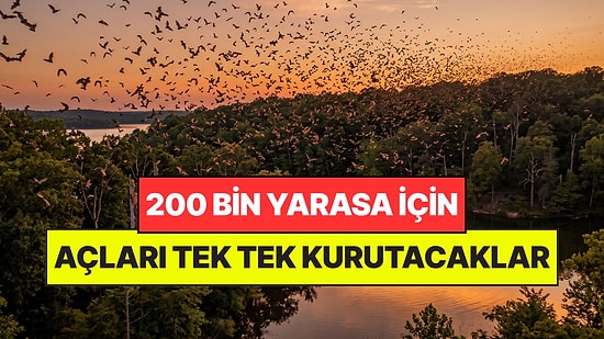 200 Bin Yarasayı Kurtarmak İçin Ormandaki Ağaçları Tek Tek Kurutuyorlar