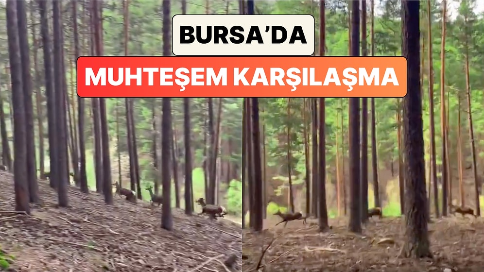 Yaban Hayatı Fotoğrafçısı Samet Asutay Bursa Ormanlarında Geyik Sürüsü Görüntüledi