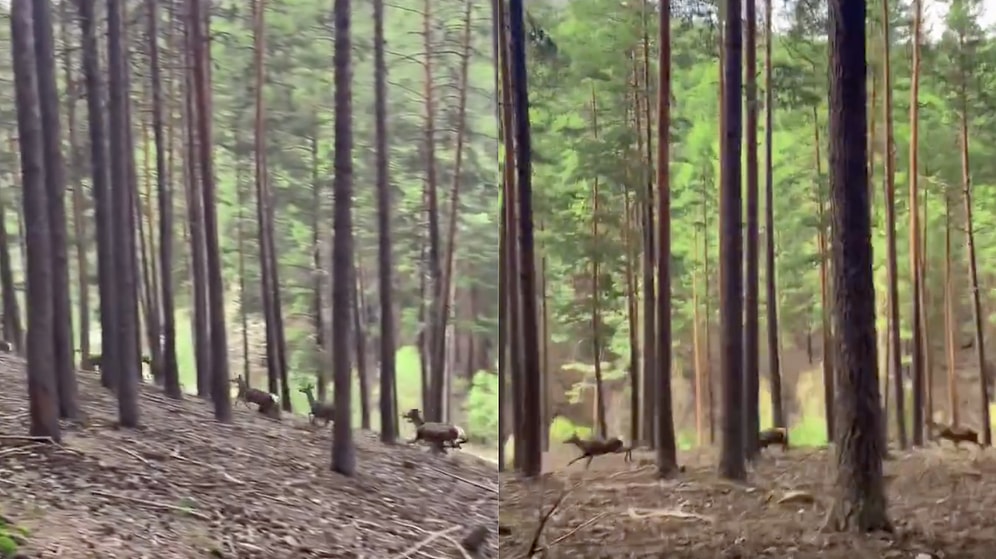 Wildlife Photographer Samet Asutay Captures Stunning Deer Herd Footage in Bursa