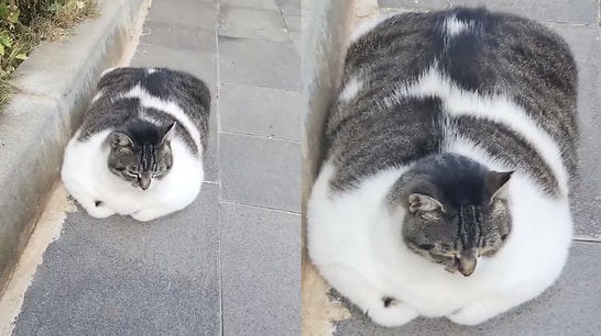 Giant Street Cat Encountered in Istanbul Leaves Onlookers Completely Stunned