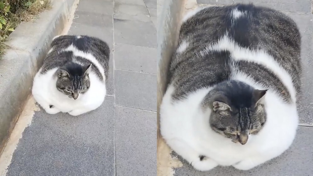 Giant Street Cat Encountered in Istanbul Leaves Onlookers Completely Stunned