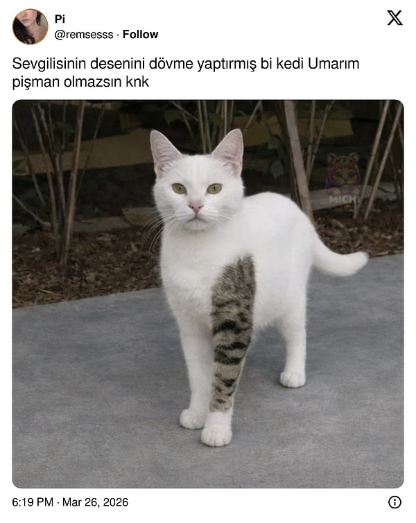 Bacağındaki tekir desen, bembeyaz bir kediyi dövme meraklısına çevirdi