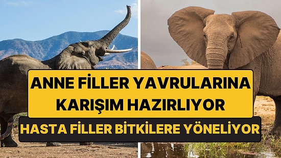 Hasta Fillerin Şifa Aradığı 35 Bitki Kayda Geçirildi: Anne Filler Yavrularına Karışım Hazırlıyor
