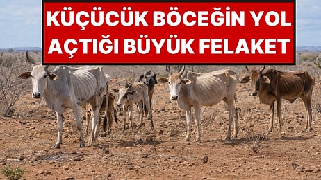1924 Yılında Kaktüsleri Yok Etmek İçin Getirdikleri Böcek 5 Yılda Kıtlığa Yol Açtı