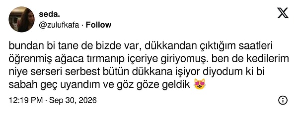 Mesai saatlerini ezberleyip ağaçtan dükkâna sızan başka bir haylaz