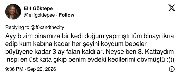 Binaya sığınan anne kedi, ev sahibinin kedilerini dövüp gitti
