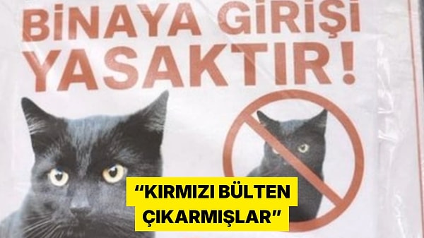 Siyah Kedinin Binaya Giriş Yasağı X'i Güldürdü