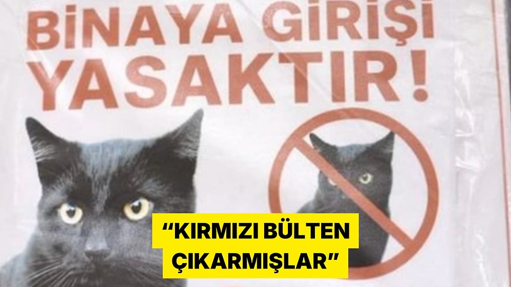 Diğer Kediyi Dövdüğü İçin Binaya Alınmayan Belalı Siyah Kedinin Afişi Güldürdü