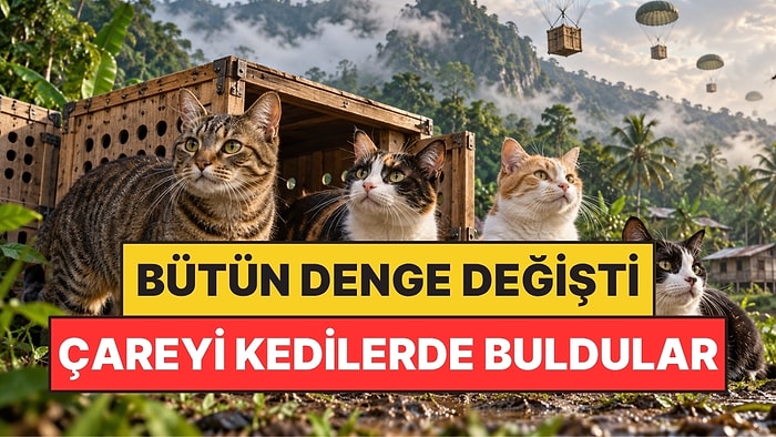 Sivrisinekleri Yok Etmek İsterken Dengeyi Bozdular: Çözüm Kedilerden Geldi