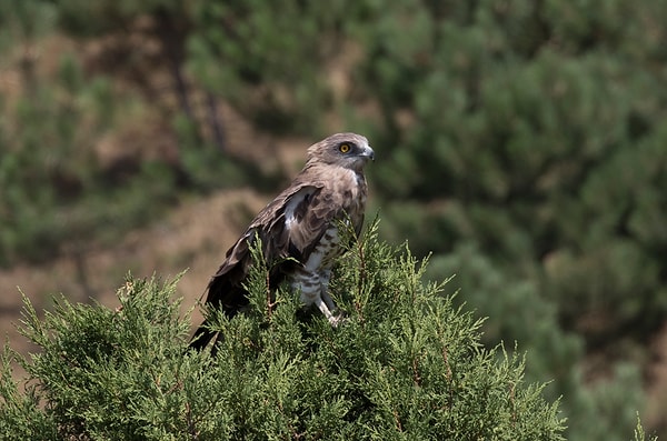 Yılan kartalı (Circaetus gallicus)