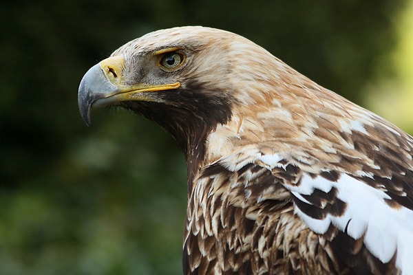 Şah kartal (Aquila heliaca)