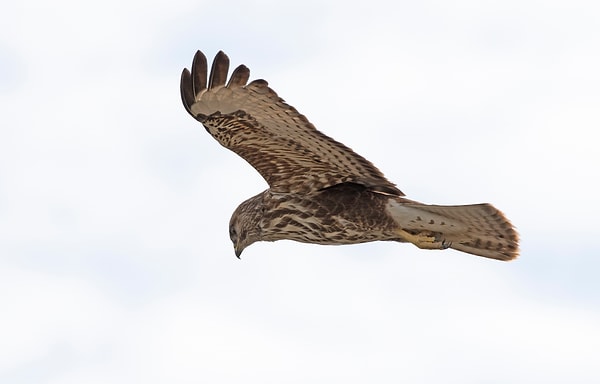 Şahin (Buteo buteo)