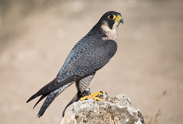 Gökdoğan (Falco peregrinus)