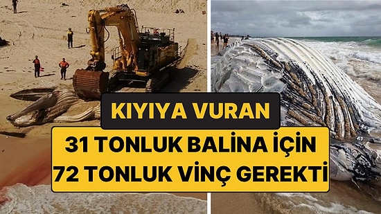 Kıyıya Vuran 31 Tonluk Balinayı Kaldıramadılar, 72 Tonluk Vinç Getirdiler: Faturası 3,5 Milyon TL