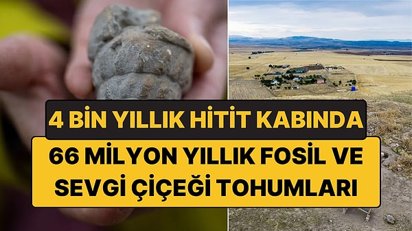 Bilinen En Eski Tohumlar Hitit Tıbbına Işık Tutacak