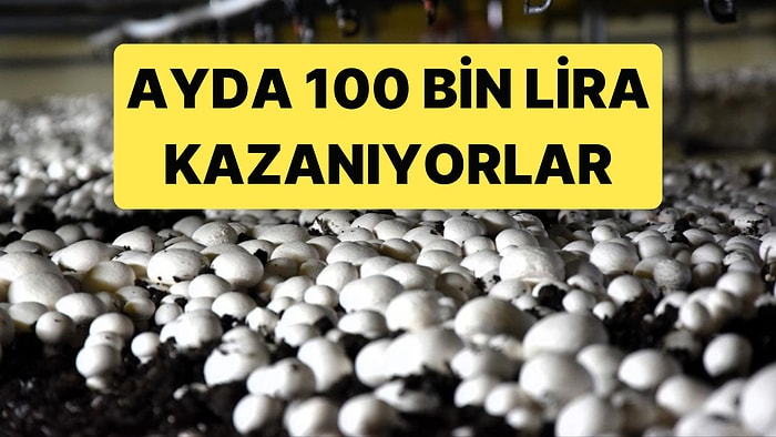 Maaşlı İşini Bırakan Bu İşe Yöneliyor: Kültür Mantarı Yetiştiriciliği Ayda 100 Bin Lira Kazandırıyor
