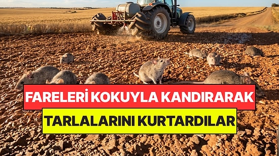 Fareleri Kokuyla Kandırıp Tarlalarını Kurtardılar: Aç Fareler Tohumları Bulamadı