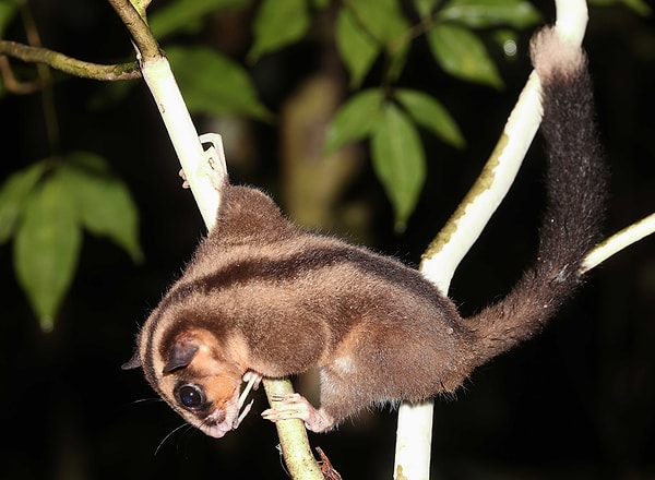 Cüce uzun parmaklı possum, ormanda fotoğraflanarak hayatta olduğunu kanıtladı