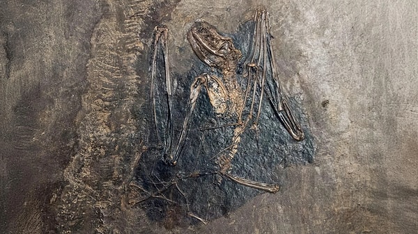 Almanya'daki Messel Yağlı Şist'te bulunan 47-48 milyon yıllık Palaeochiropteryx tupaiodon fosili.