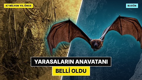 Yarasaların Anavatanı Belli Oldu: 65 Milyon Yıl Önce Avrupa'da Doğmuşlar