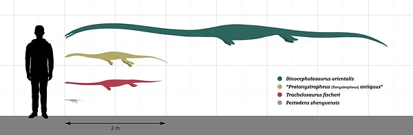 Austronaga, trachelosaurid ailesinin küçük üyelerinden biri; akrabası Dinocephalosaurus ise çok daha iri.