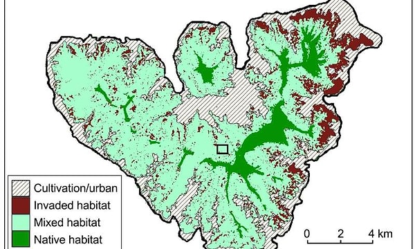 Salyangozlar, Moorea'daki Afareaito vadisinde seçilen alanlara bırakıldı.
