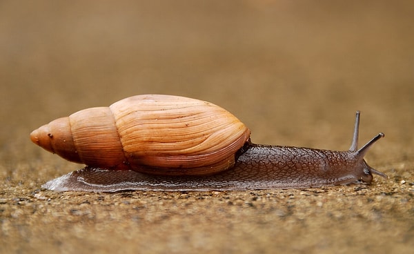 IUCN statüsü yükseldi ama çalışma henüz bitmedi