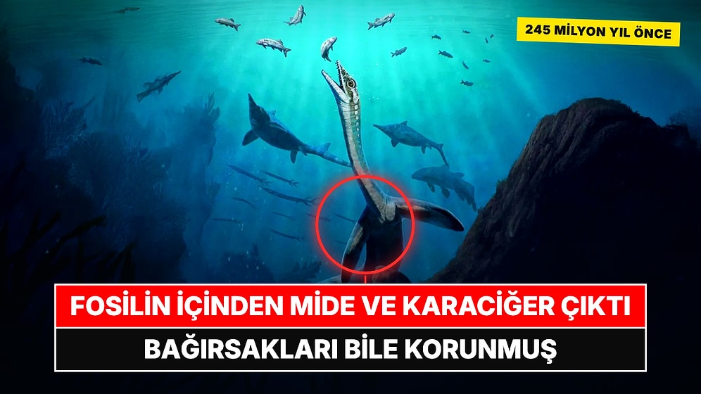 245 Milyon Yıllık Fosilde Midesi, Karaciğeri ve Bağırsakları Bile Korunmuş