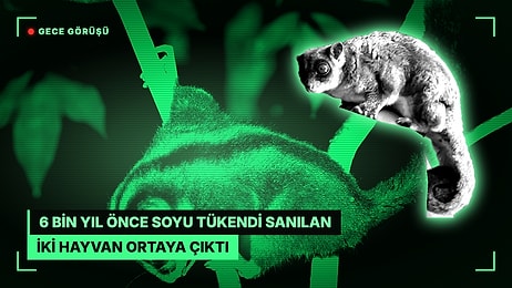 6 Bin Yıl Önce Soyu Tükendi Sanılan İki Hayvan Papua Ormanlarında Yaşıyormuş